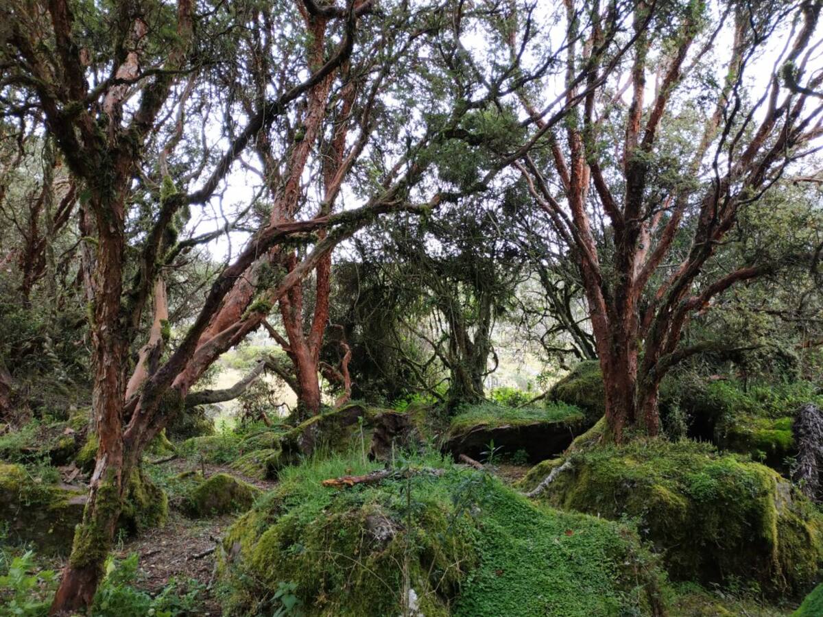 El colorado (Polylepis quadrijuga), también llamado siete cueros, es el único árbol que habita en las zonas más altas de los páramos, incluso a alturas superiores a los 4.000 metros sobre el nivel del mar.