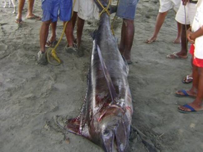 Un marlín de dos metros apareció en una playa de Cartagena