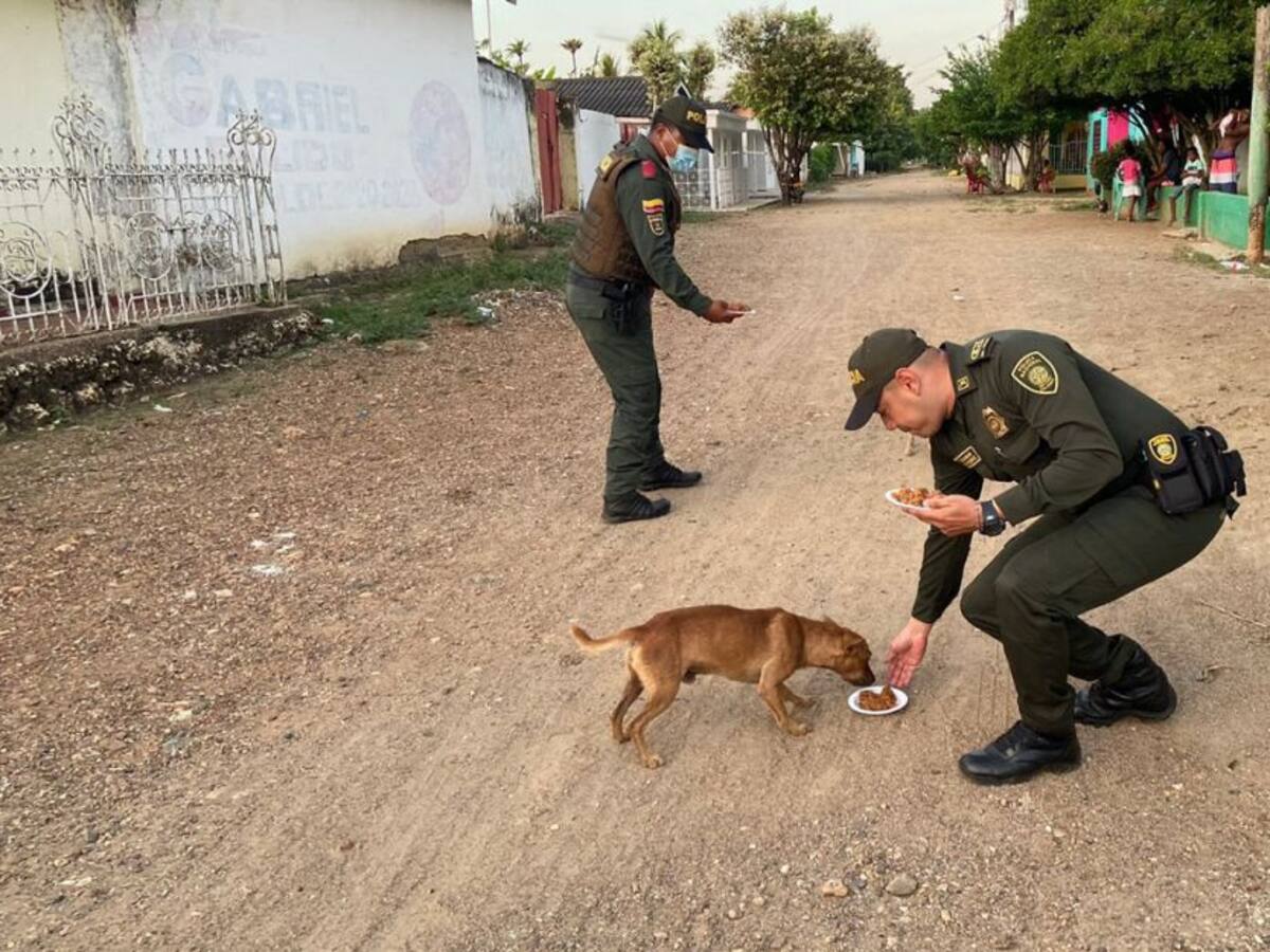 Policía de Bolívar brindó cena navideña a perros en condición de calle