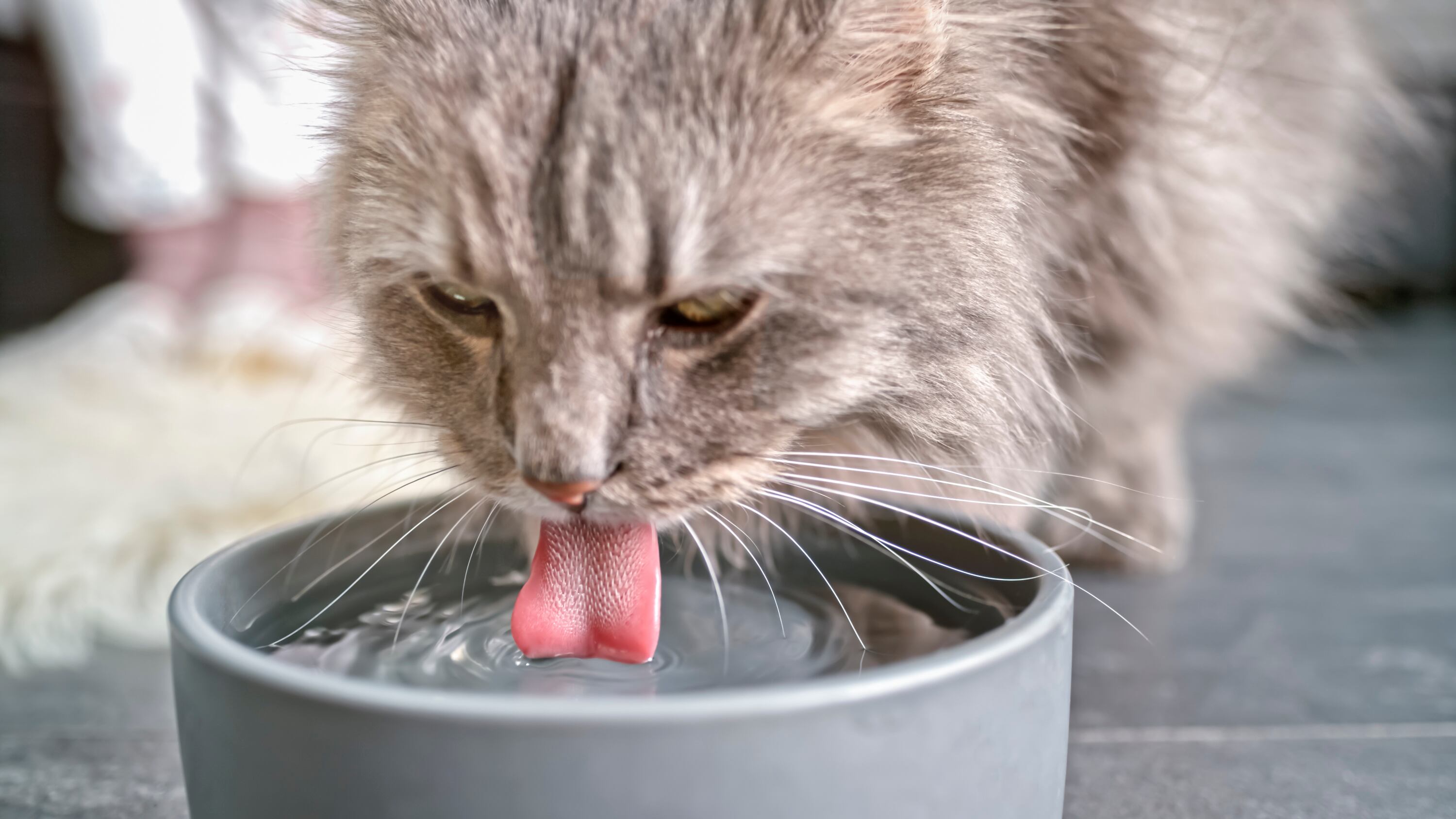 Gato bebiendo agua | Cortesía Getty Images