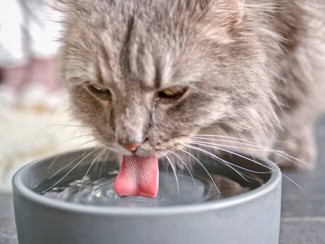 Gato bebiendo agua | Cortesía Getty Images