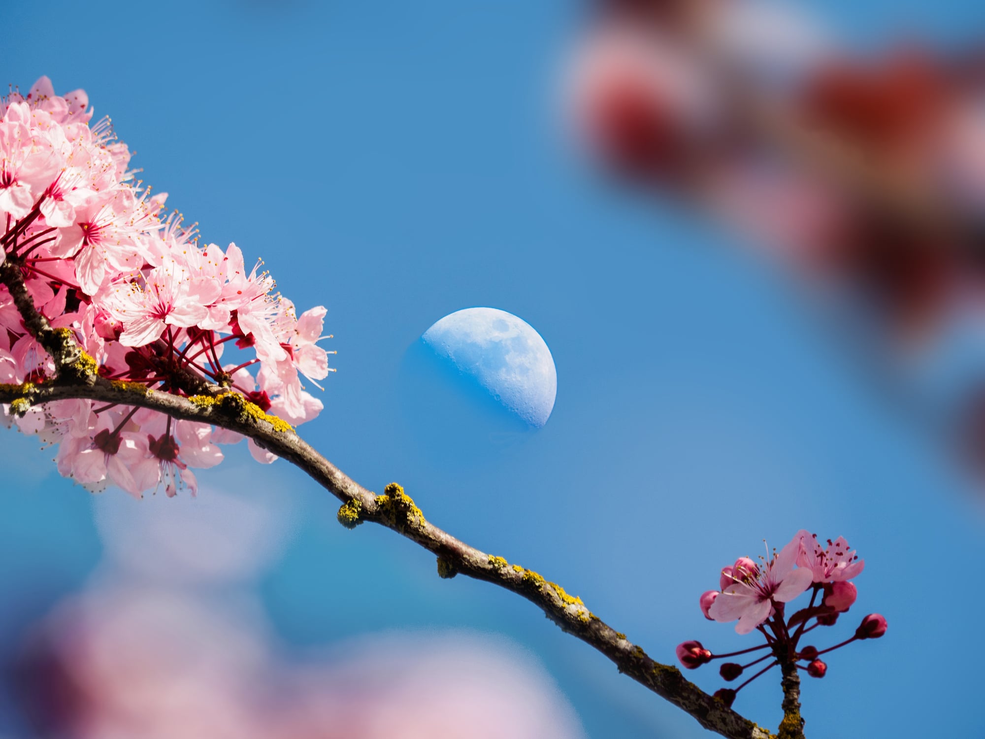 Luna de Flores (Getty Images)