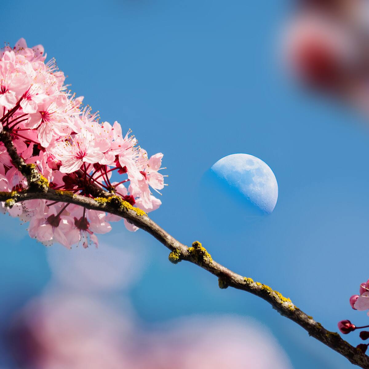 ¿La ‘Luna de flores’ será visible en Colombia? Esta es la fecha de su aparición y cómo verla