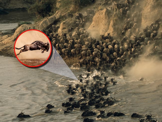 Ñu animal, imagen de referencia. Fotos: Getty Images.