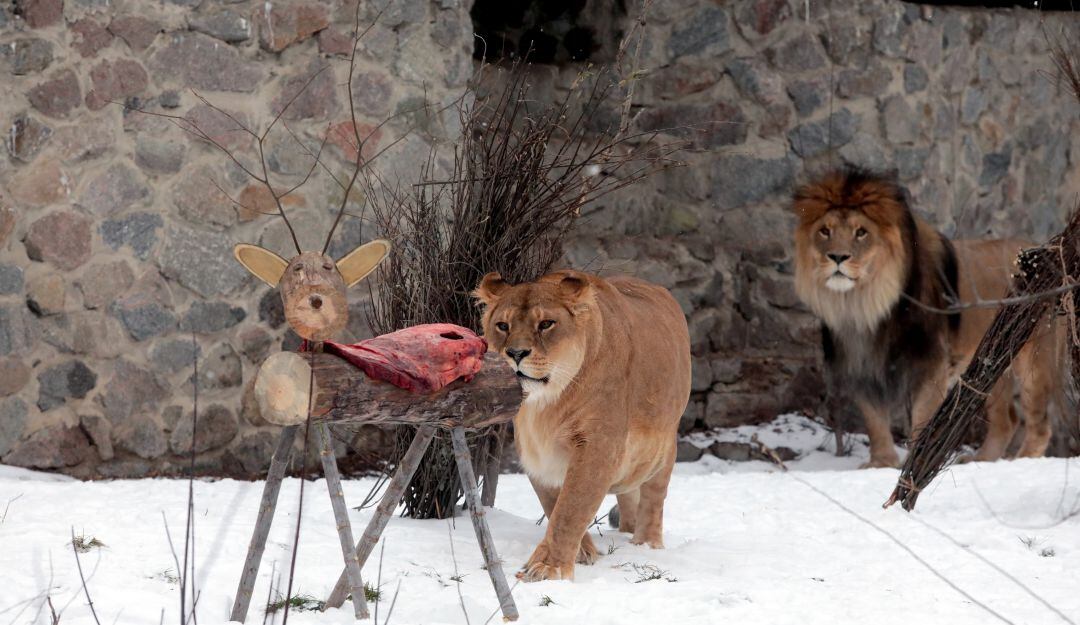 De los 2.600 animales de zoológico en Kiev han evacuado solo a depredadores
