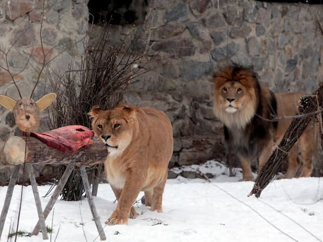 De los 2.600 animales de zoológico en Kiev han evacuado solo a depredadores