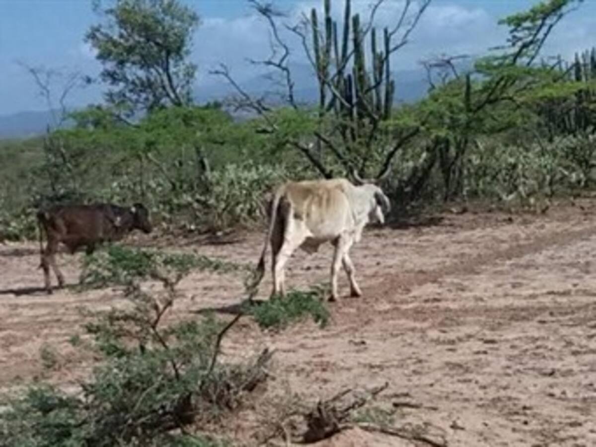 Hace más de dos años que no llueve en La Guajira
