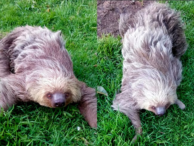 Rescatan oso perezoso que fue abandonado en la vereda El Guamo, Cundinamarca