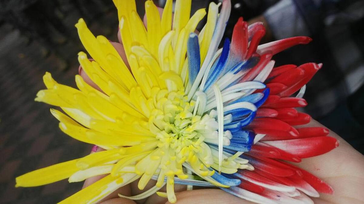 La conmemoración de la independencia de Colombia se hizo en el parque donde esta la estatua del libertador, Simón Bolívar que recibió simbólicamente una ofrenda floral.
