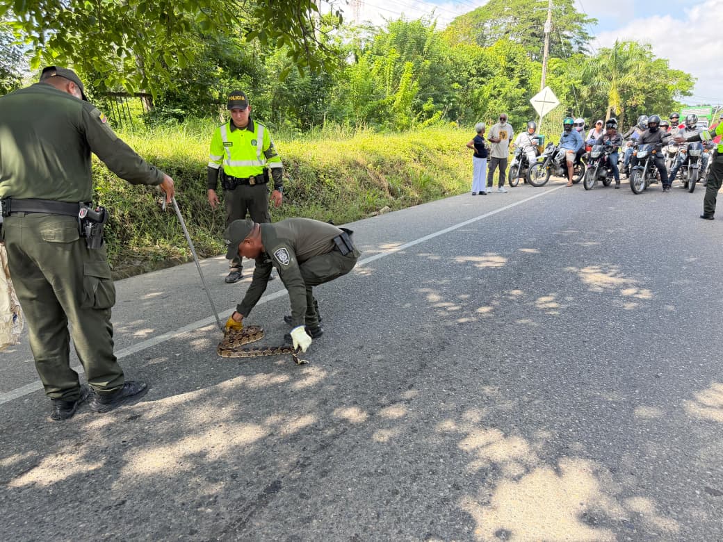 Policías detienen el tráfico para salvar a una boa en la vía San Onofre - Cartagena