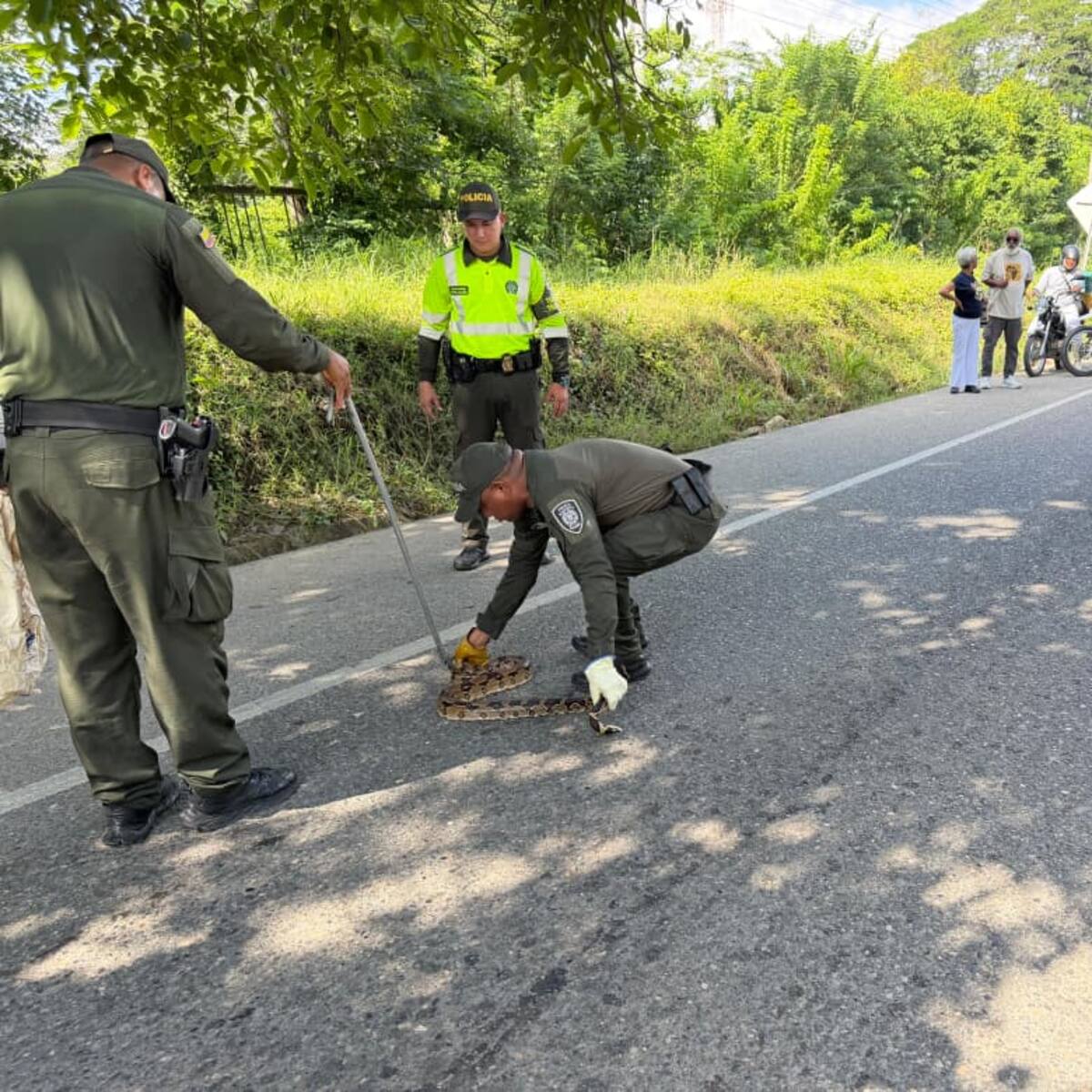 Policías detienen el tráfico para salvar a una boa en la vía San Onofre - Cartagena