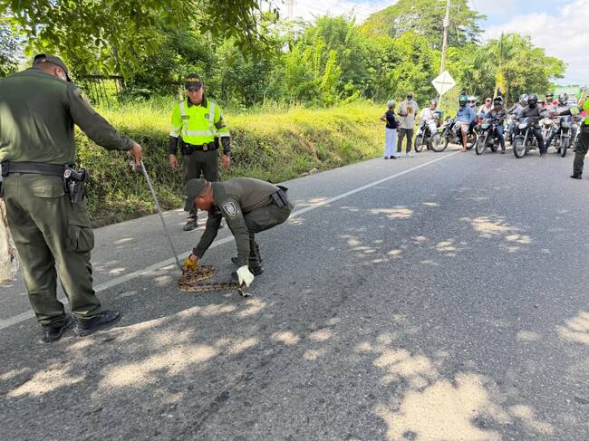 Policías detienen el tráfico para salvar a una boa en la vía San Onofre - Cartagena