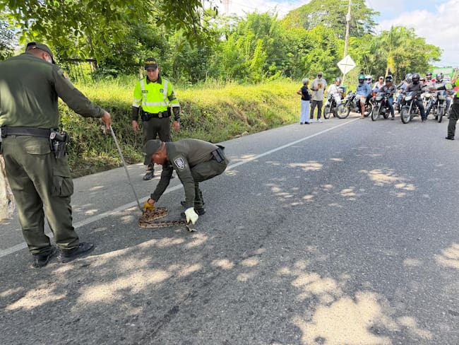 Policías detienen el tráfico para salvar a una boa en la vía San Onofre - Cartagena