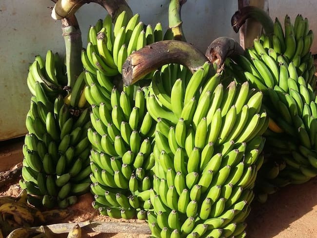 El plátano bajó su precio en un 8 por ciento