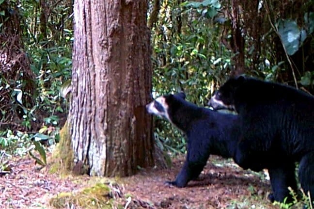 Para esta labor se utilizaron cámaras trampa. Foto de la CAM.