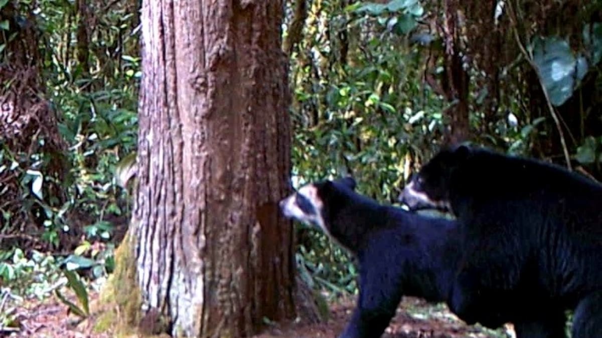 Cámaras trampa registran nuevo apareamiento de oso de anteojos en el sur del Huila