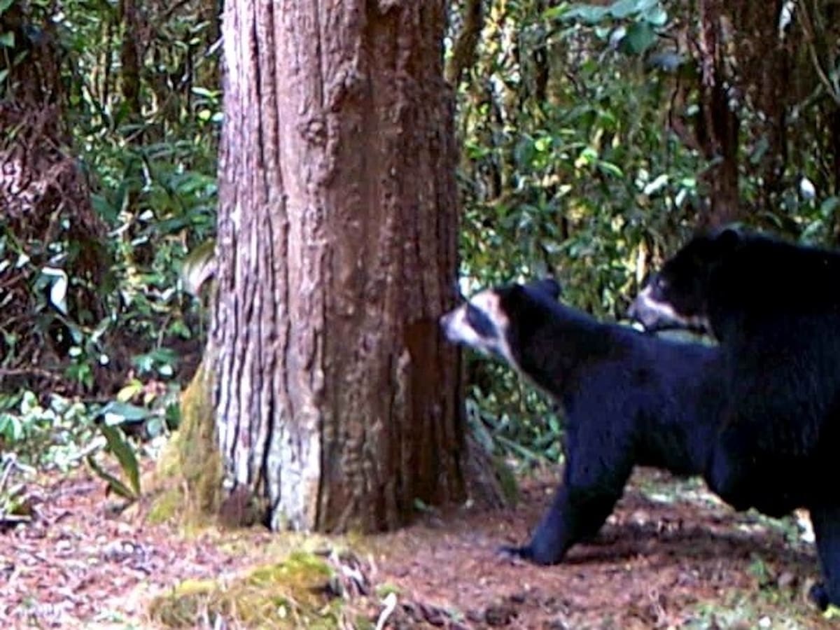 Cámaras trampa registran nuevo apareamiento de oso de anteojos en el sur del Huila