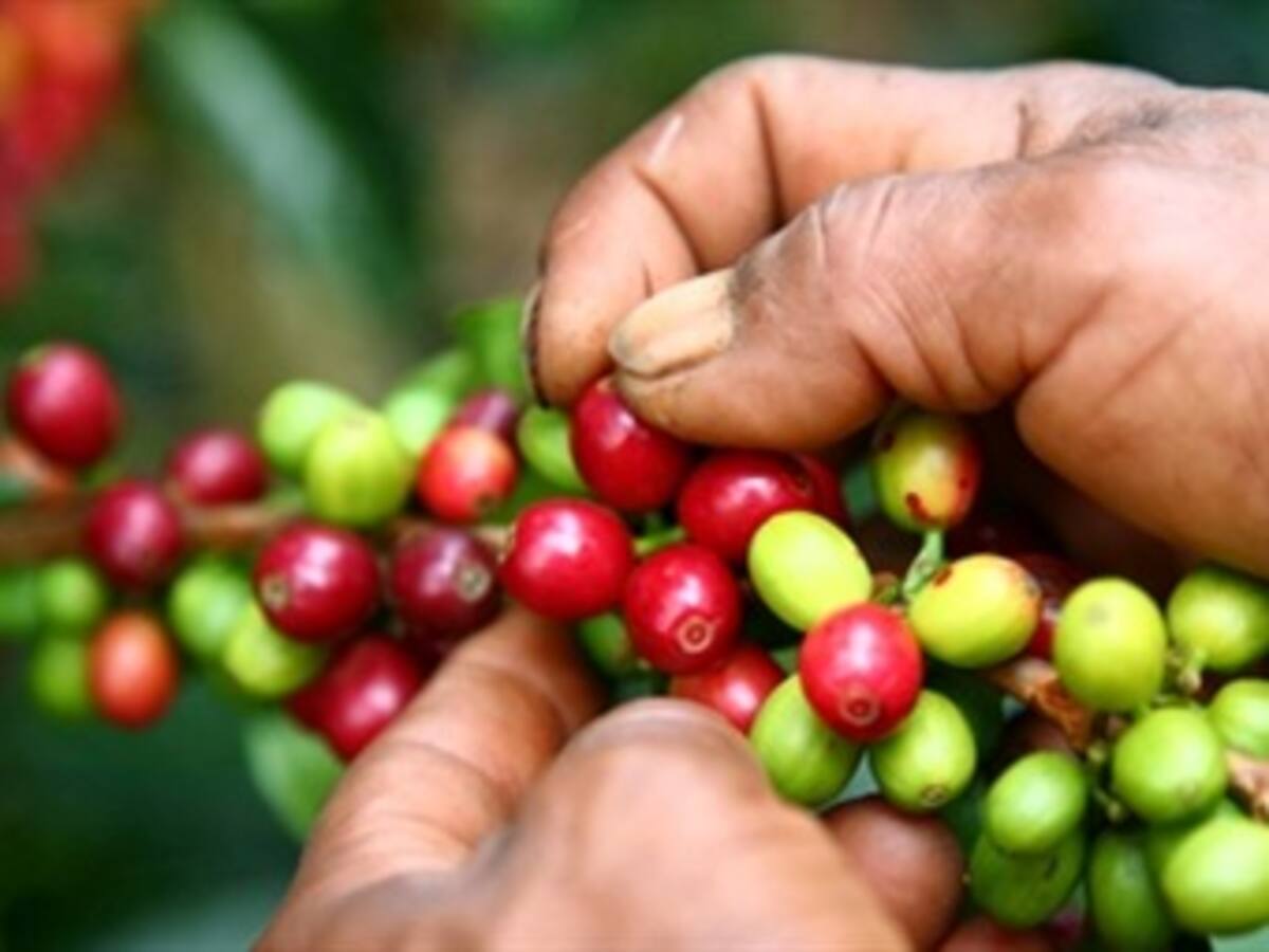 Con la más aguda crisis de las últimas cinco décadas comenzó el año cafetero 2012-2013
