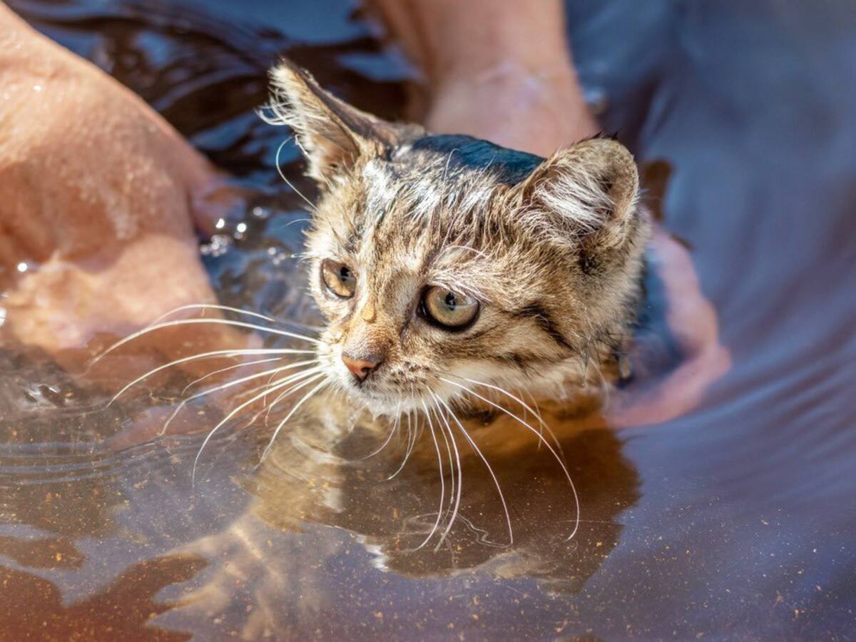Bogotá se moviliza por los animales de Córdoba y avanza con la Gran Donatón tras las inundaciones