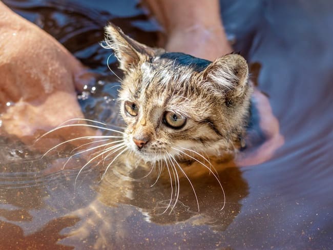 Crédito: Instituto Distrital de Protección y Bienestar Animal - IDPYBA