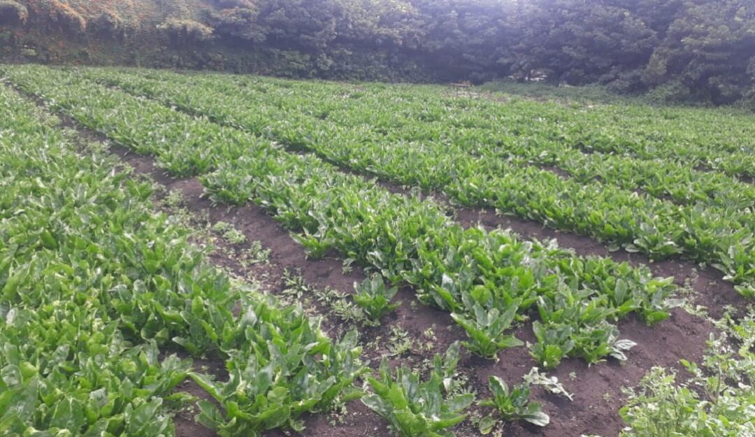 Cultivos de espinacas