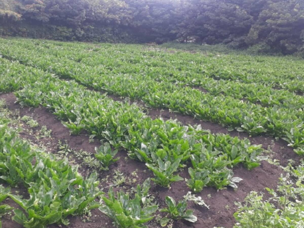 Así se cultivan las espinacas, ricas en vitaminas y minerales