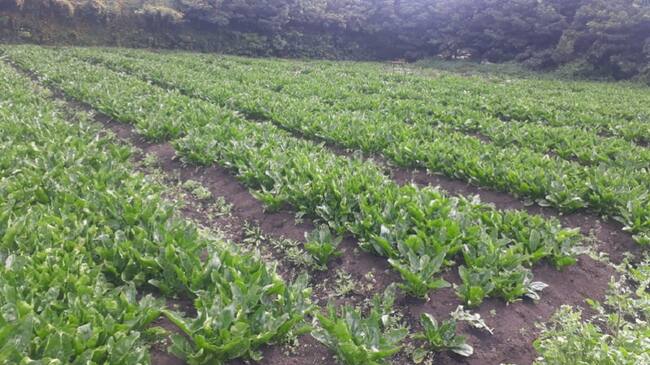 Cultivos de espinacas