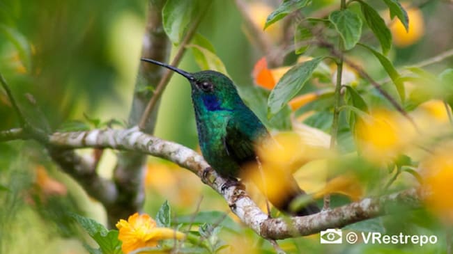 Fotografía tomada en la Sierra Nevada de Santa Marta