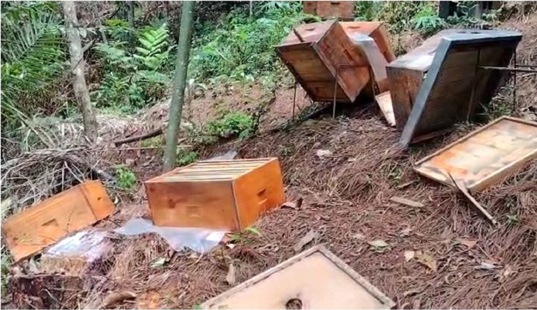 Daño a colmenas en San Rafael, Antioquia