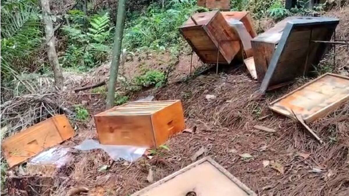 La tala de bosques también está acabando con las abejas
