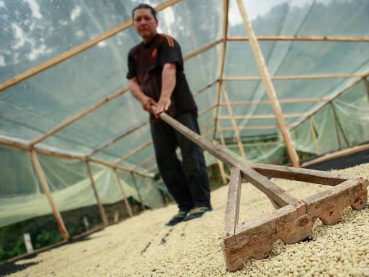 Producción de café en agosto registró una reducción del 6%