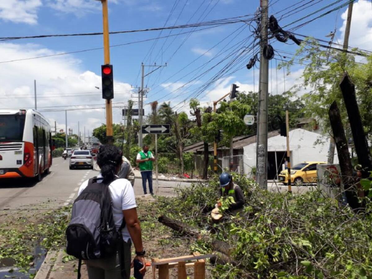 Realizan inspección y poda de árboles por temporada de lluvias en Cartagena