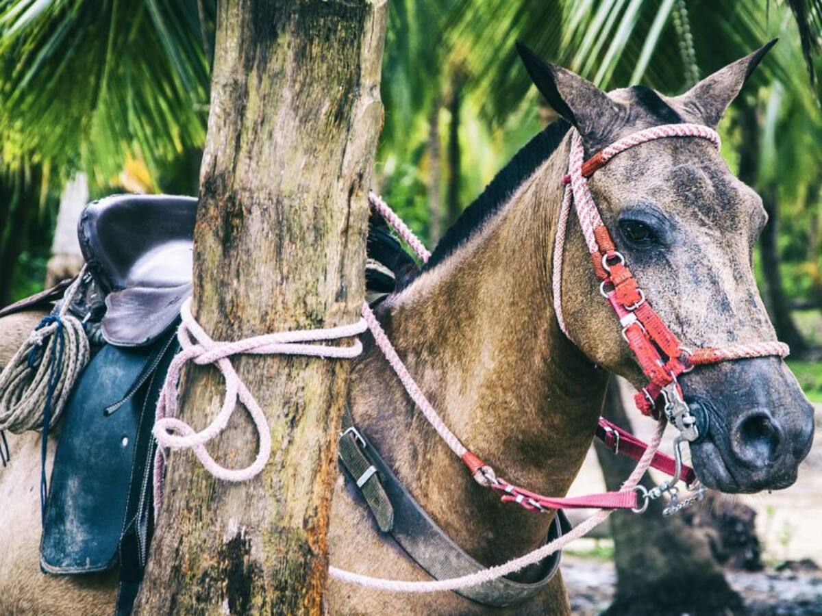 Turistas y naturaleza desprotegida en el Tayrona: ¿Quién lo resguarda?