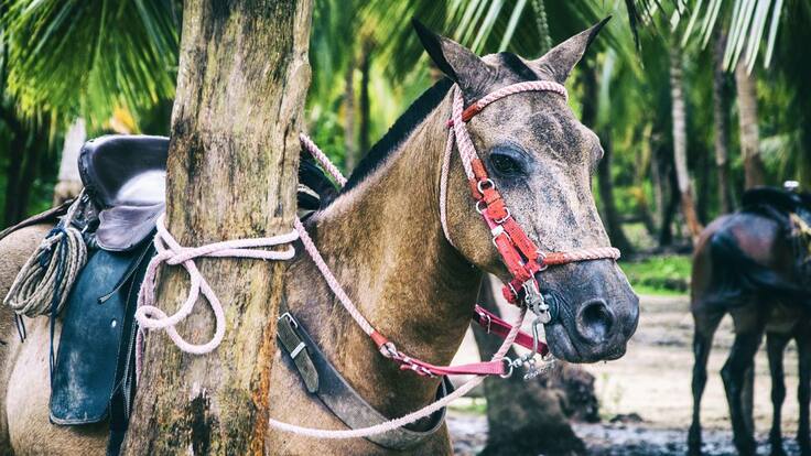 Turistas y naturaleza desprotegida en el Tayrona: ¿Quién lo resguarda?