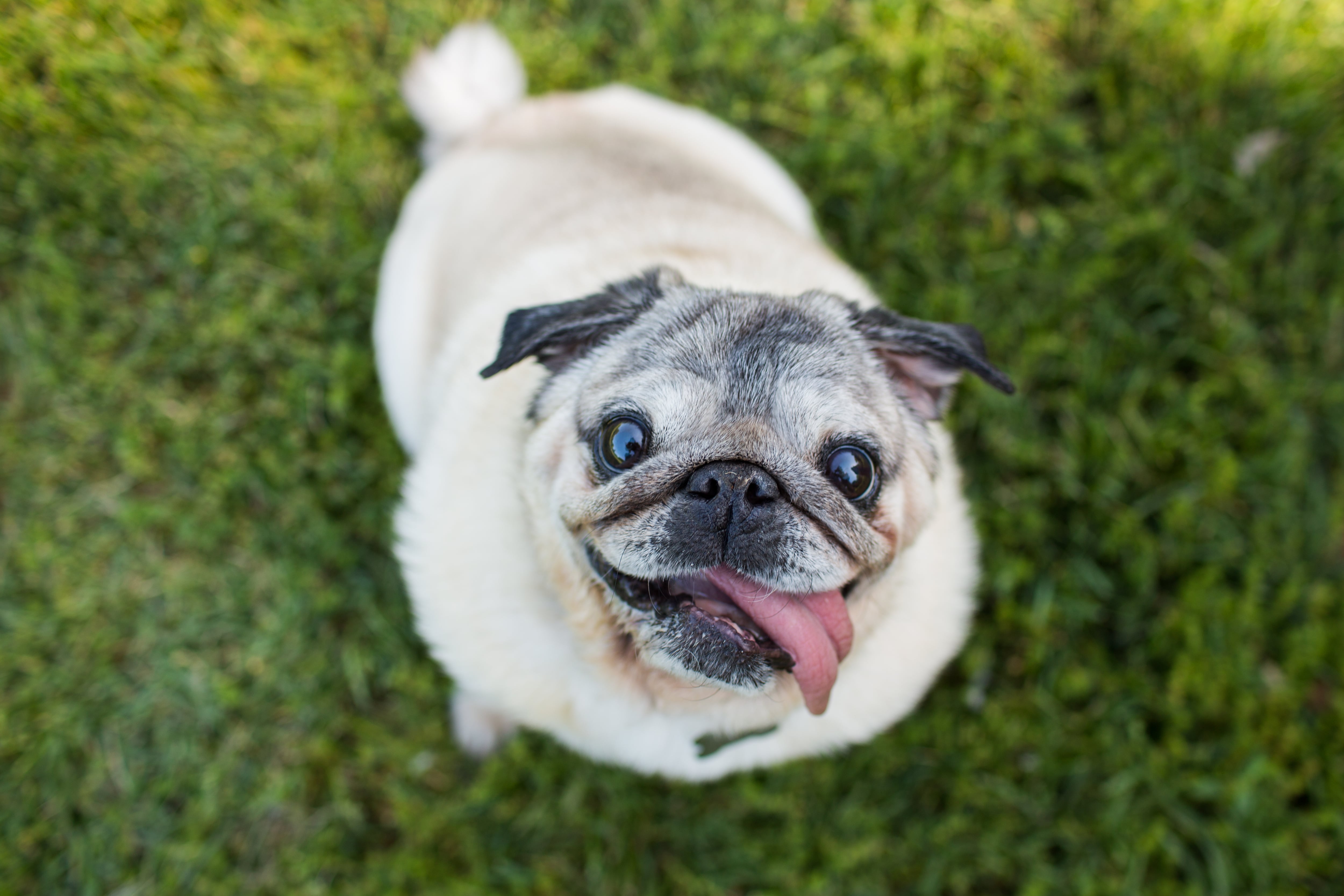 Pug con su lengua afuera (Getty Images)