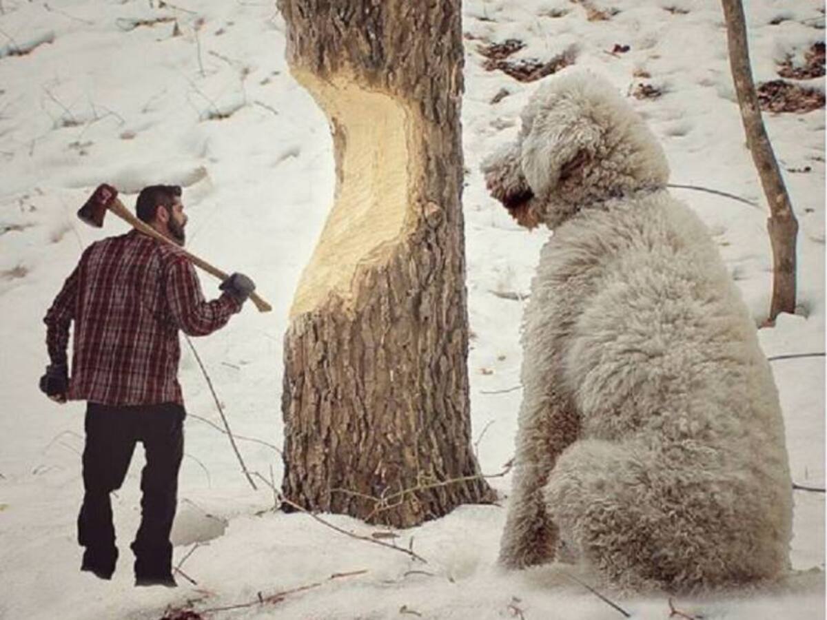Juji, el adorable perro "gigante" que se toma Instagram
