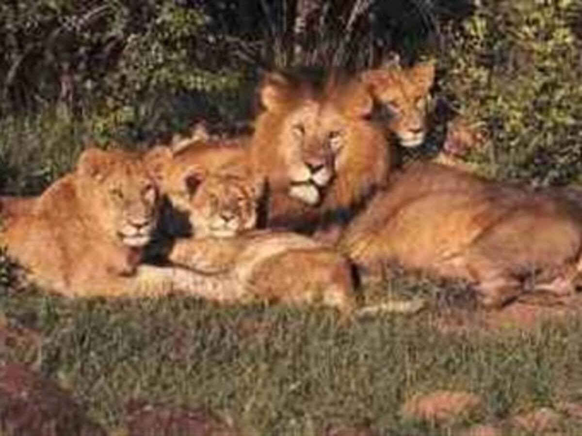 Mourinho recibió el 'Oscar del Calcio' al mejor técnico de 2010 en Italia