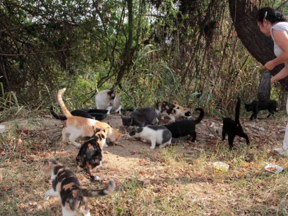 Le reclamaron por abandonar un gato y respondió con golpes