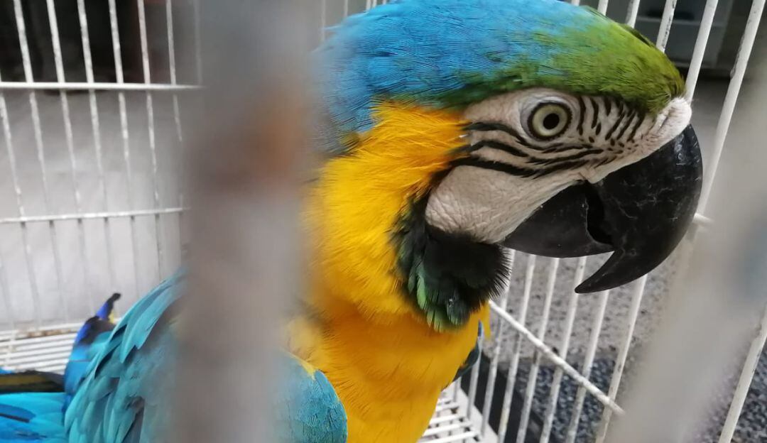 Animal recuperado en operativos de la Policía