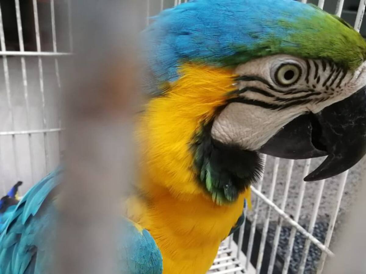 Operativos en Anserma y San José permiten la recuperación de cuatro aves