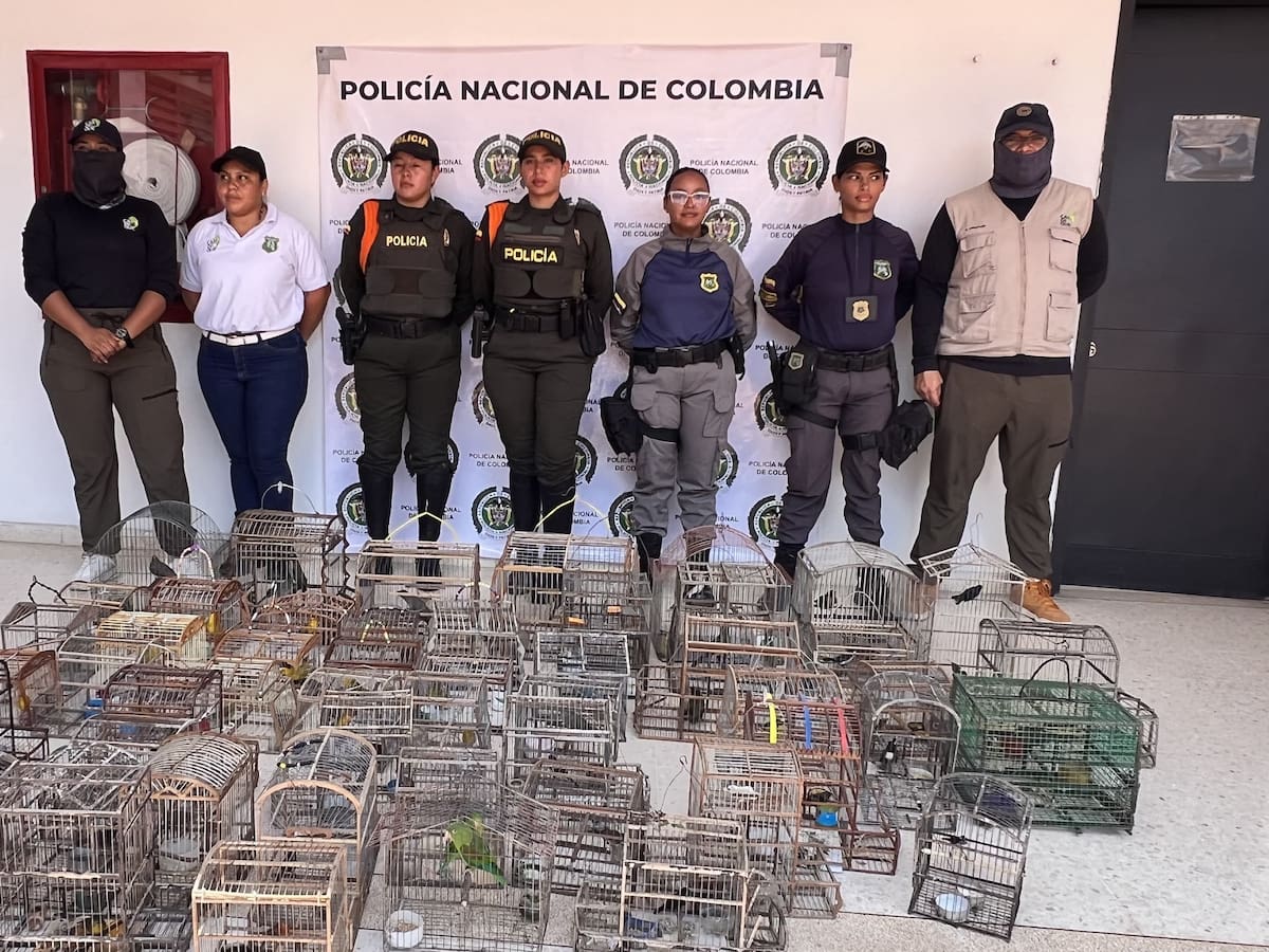 Recuperan 63 aves silvestres cautivas en operativo conjunto de Cardique y la Policía