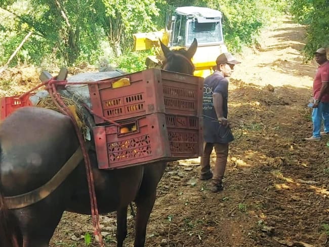 Alcaldía de Santa Catalina refacciona vías de acceso para sus campesinos