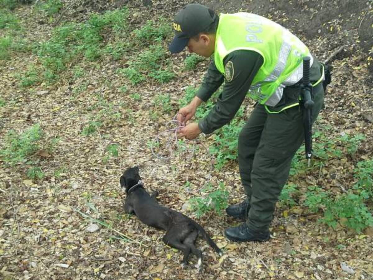 En Caldas fue capturado un hombre por agredir a un perro