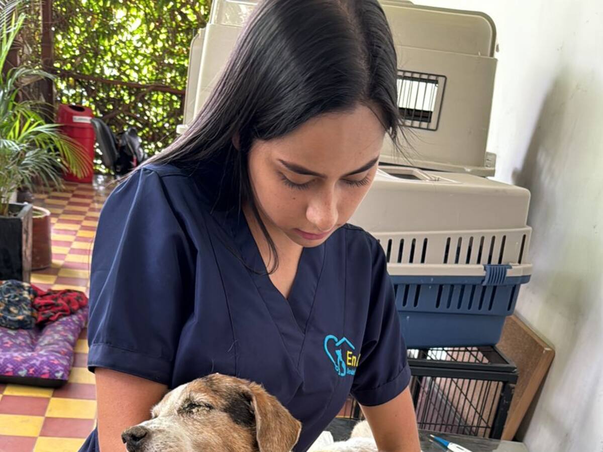 A pesar de los esfuerzos, falleció la perrita que encontraron enterrada viva a en Itagüí