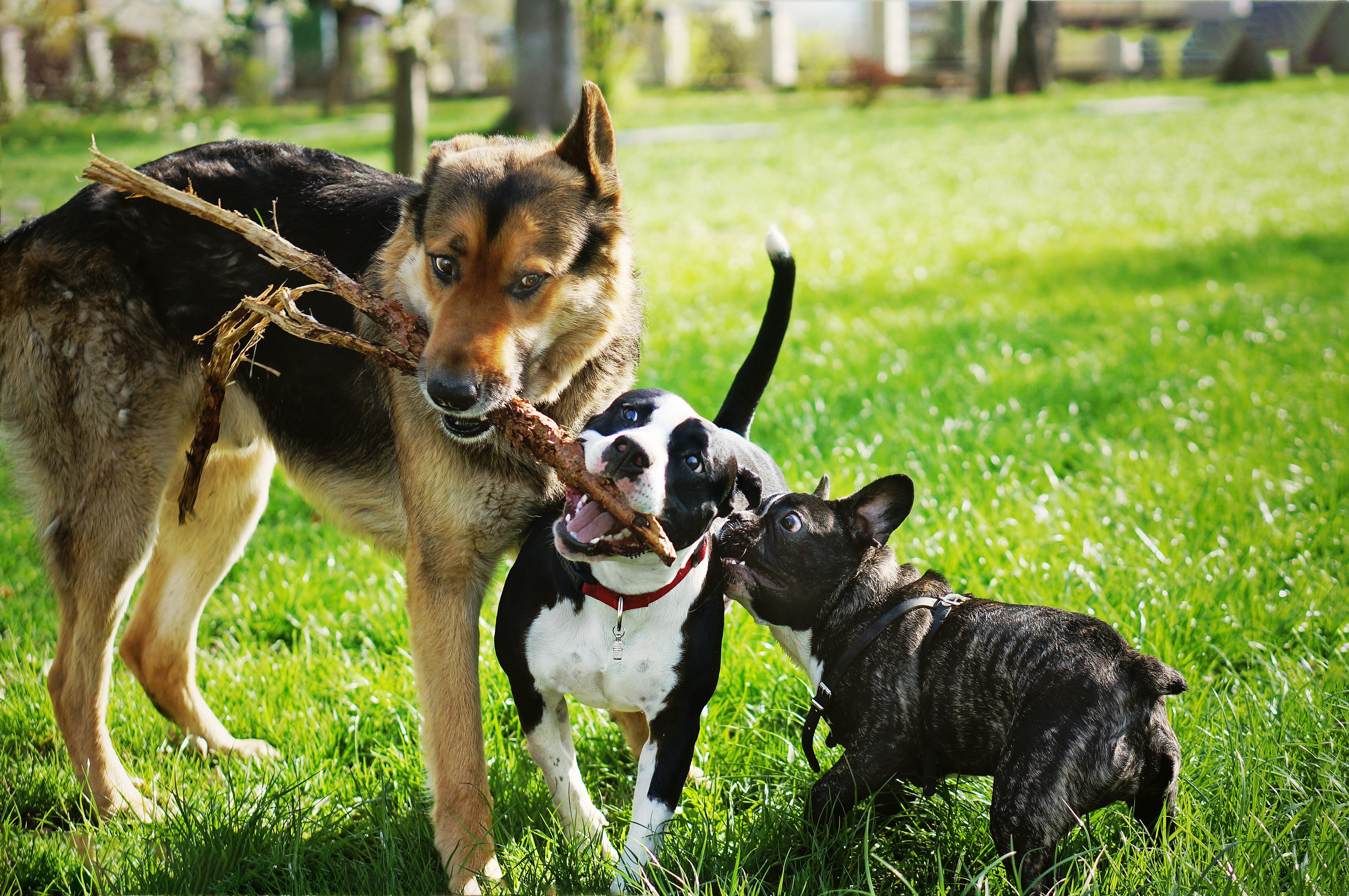 Perros jugando juntos en el parque y divirtiéndose con una rama de árbol (Foto vía Getty Images)