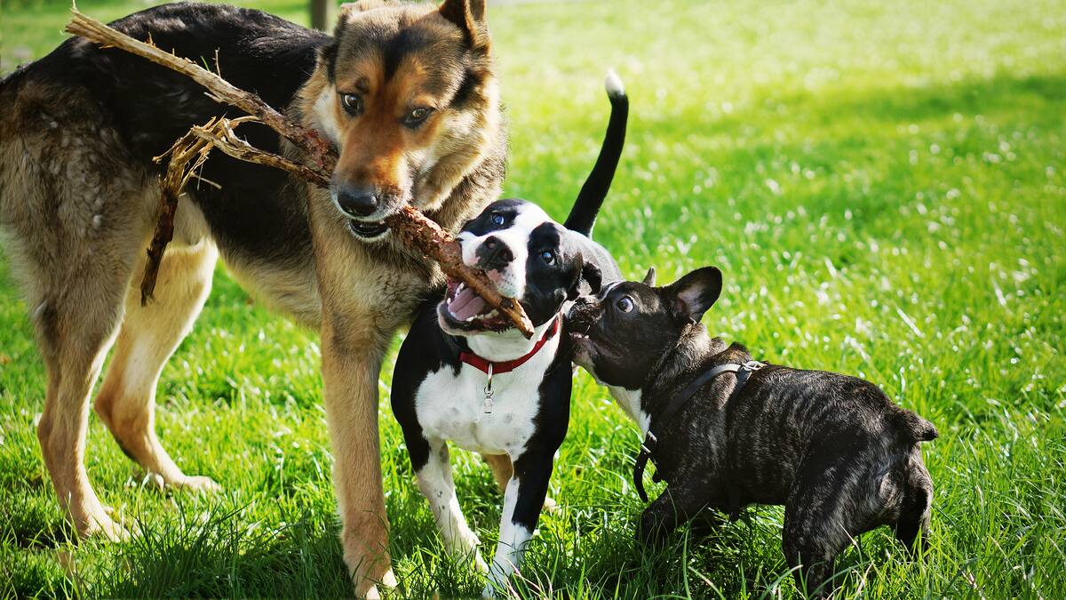 Estas son las 10 razas de perros que más años viven