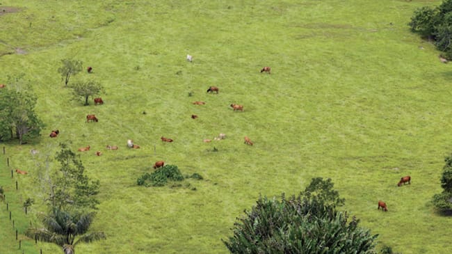 De acuerdo con el Instituto Colombiano Agropecuario (ICA), en Colombia hay 755.910 predios pecuarios y 29.255.133 bovinos. En los departamentos que forman parte del arco noroccidental amazónico (Caquetá, Guaviare, Meta y Putumayo) se concentra un total de 5.553.148 bovinos, lo que representa aproximadamente el 19% del total nacional. Caquetá aporta 2.264.465 (7,8%), Guaviare 596.706 (2,1%),Meta 2.382.192 (8,1%) y Putumayo 309.785 (1,1%). | Foto: Fundación para la Conservación y Desarrollo Sostenible