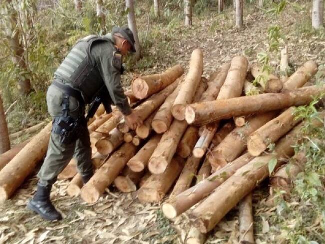 Investigan a director de la CAS por tala ilegal