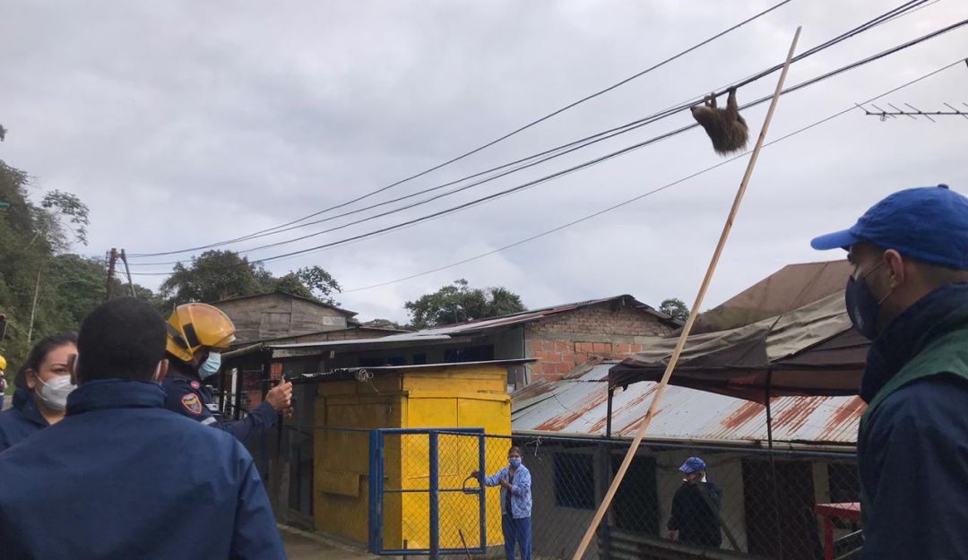 Rescatan a un perezoso que colgaba en cuerdas de energía del km 18