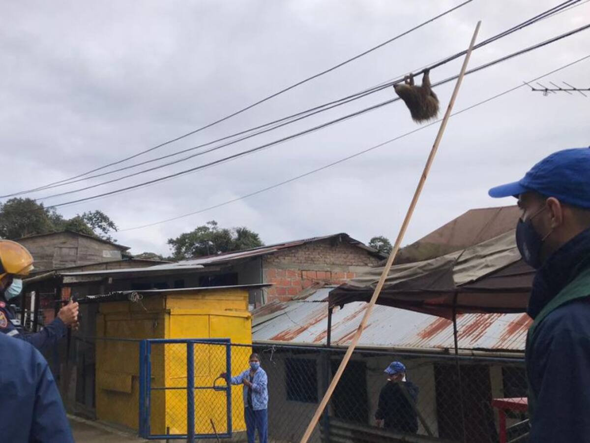 Rescatan a un perezoso que colgaba en cuerdas de energía del km 18